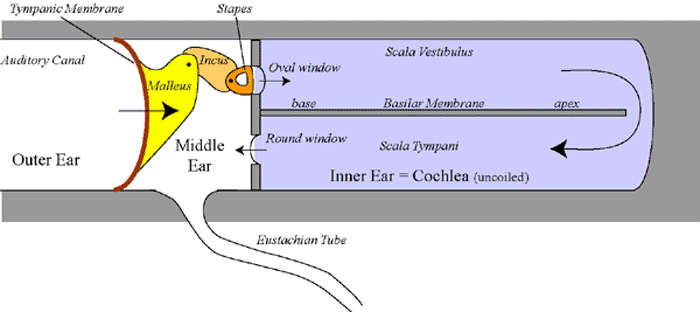 ear diagram