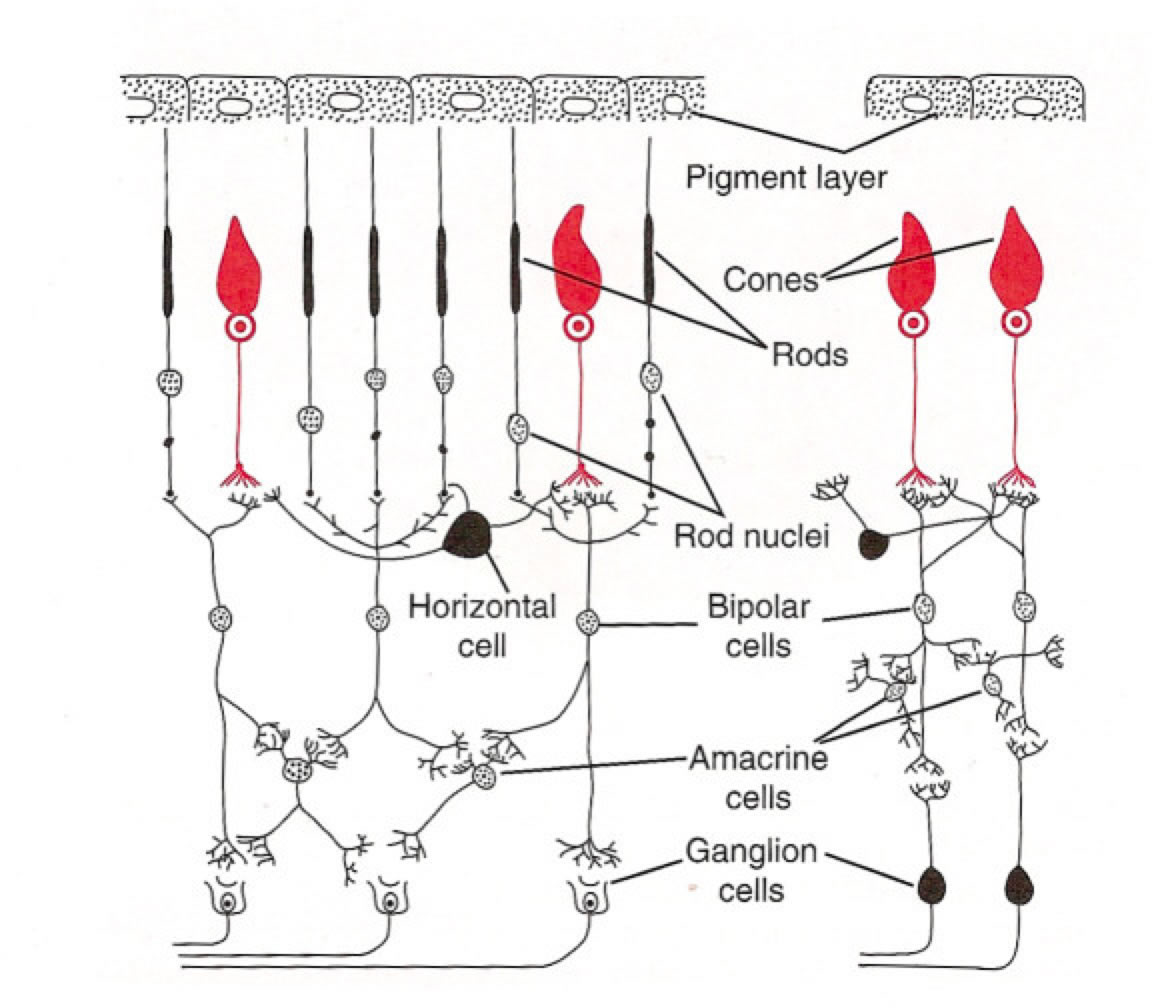 lateral inhibition a