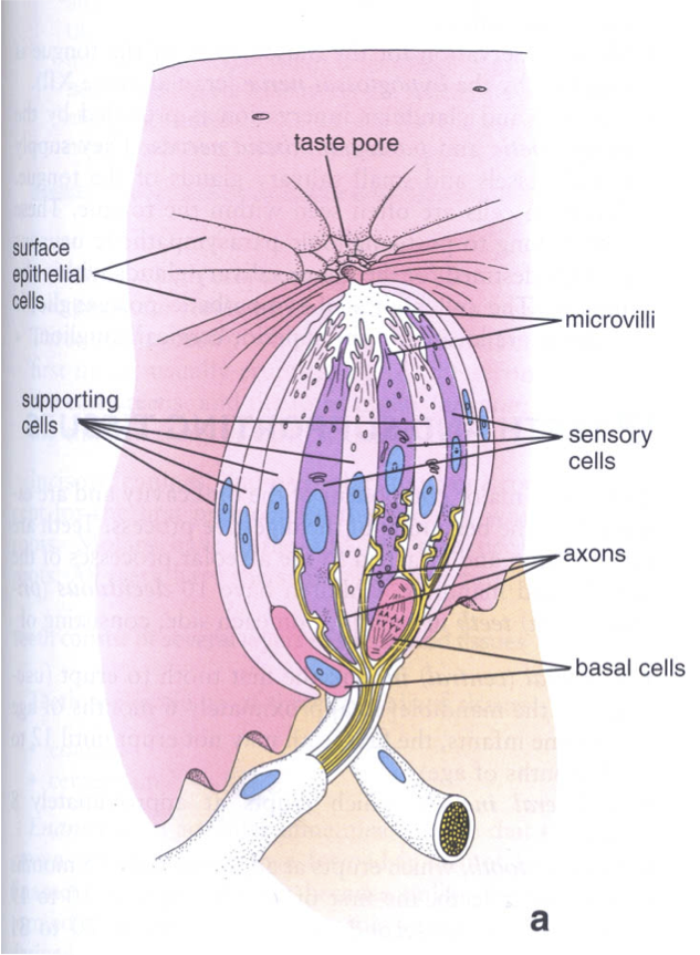 taste bud