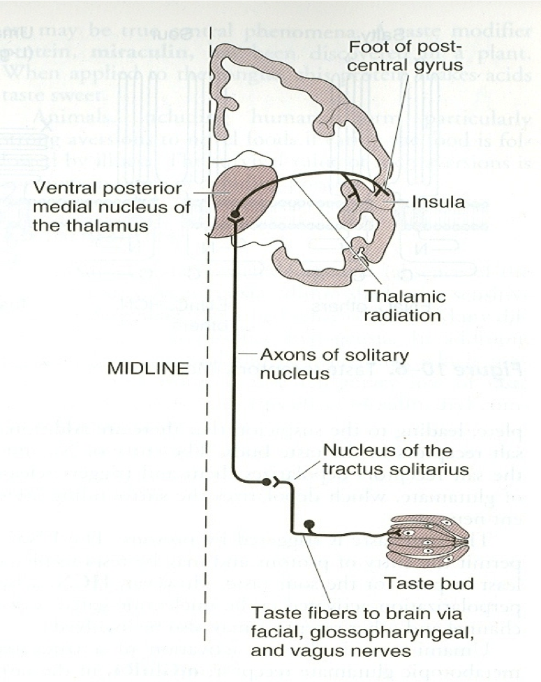 pathways of the taste