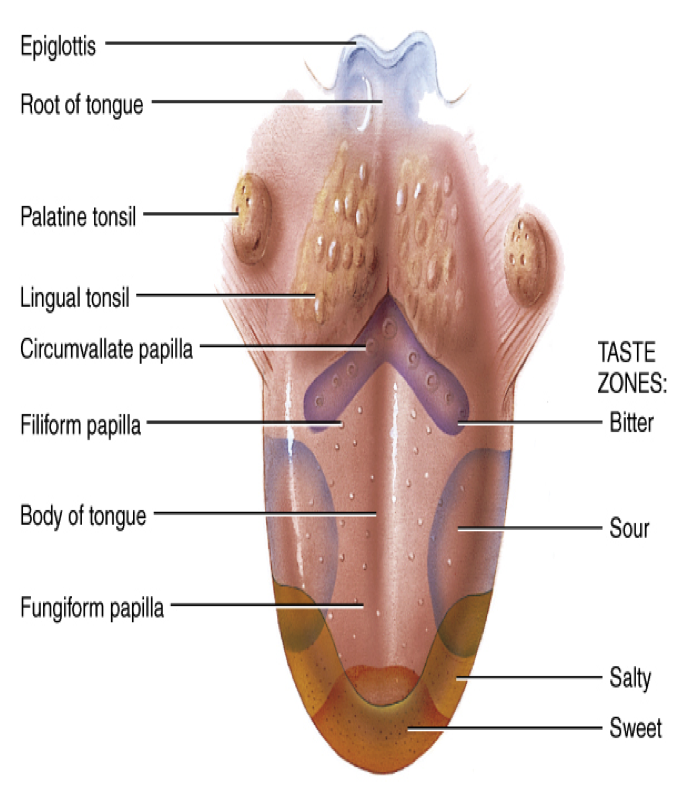 tongue and taste buds