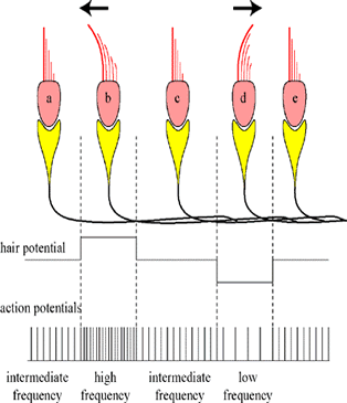 transduction in the macula