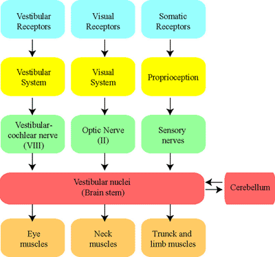 diagram of the vestibular integration